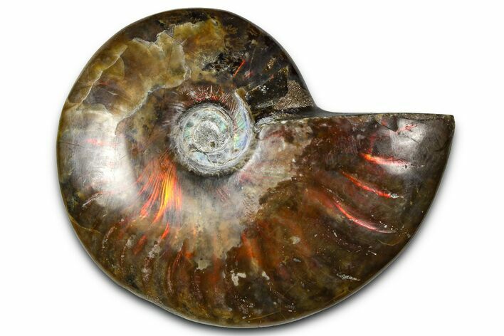 Polished Red Flash Ammonite (Cleoniceras) Fossil - Madagascar #367718